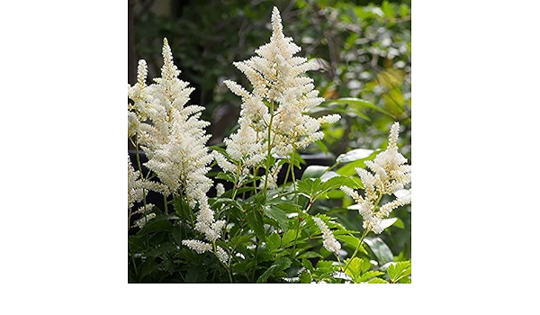 Amazon アスチルベ ミルクアンドハニー ポット苗 花