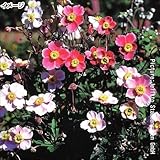 【メール便配送】国華園　花たね　多年草　秋明菊ミックス　1袋(30粒)【※発送が国華園からの場合のみ正規品です】