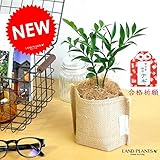 LAND PLANTS 縁結びの木 梛(ナギ) 麻袋鉢カバーセット