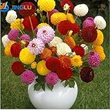 100ダリアの種 - ポンポン?美しい庭園、豪華な花、ミックスカラー、家庭菜園