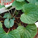 国華園　山菜苗　六方沢ワサビ　2株【※発送が国華園からの場合のみ正規品です】