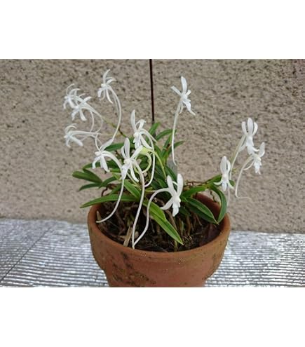 Amazon.co.jp: （山野草）フウラン（風蘭）原種系 2．5～3号（1