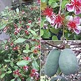 フェイジョア：マンモス樹高1m根巻き[巨大果で美味 自家結実性あり] ノーブランド品