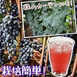 国華園　果樹苗　山ブドウ　ヤマソーヴィニヨン　3株【※発送が国華園からの場合のみ正規品です】