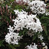 ハゴロモジャスミン（羽衣ジャスミン）4号アンドン仕立て