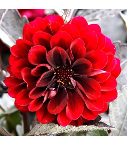 Amazon.co.jp: カフェオレディナープレート ダリア球根、植物、根、花