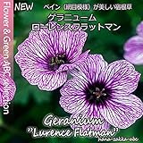 【人気の宿根草】ゲラニューム ローレンスフラットマン3.5号苗 【花苗】