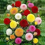 Rare Red and White Point Dahlia Seeds Beautiful Perennial Flowers Seeds Dahlia for DIY Home Garden 5