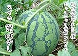 【てしまの苗】接木スイカ/祭ばやし 9cmポット