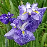 【2018年春~ 開花見込み株】【山野草】花菖蒲「青岳城」