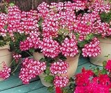 100 pcs/bag geranium seed rare flower seeds Pelargonium Perennial Flower Hardy Plant indoor potted p