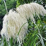 パンパスグラス 鉢植え オーナメント 花の種 パンパスグラスオーナメント ホームガーデン鉢植え植物 花 草 の種子 かわいい花 フラワー種子 ハーブ コルデリア・セロワナ 500PCS/セット (オフ