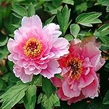 クリニークピンクの牡丹の花の種ガーデンコートヤード多年生落葉低木工場