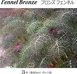 Fennel Bronze ブロンズフェンネル（銅葉フェンネル） 直径9cmポット苗 ３ポットセット