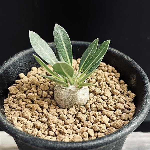 Amazon.co.jp: セサモタムナス リヴァエ 〈レア稀少〉珍奇植物塊根植物  