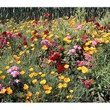 [タネ 春・秋まき草丈40～60cmの草花300平米分]カネコミックスフラワーハイタイプ450g ノーブランド品