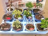 ミニ盆栽 おまかせ 12鉢セット 陶器鉢