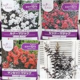 花木苗 サルスベリ 百日紅 シャドーマジック サンセットマジック ルナ―マジック 4号 (シャドーマジック)