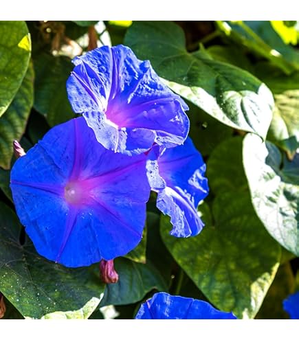 Amazon | 曜白朝顔 富士の紫 9cmポット苗 | 花