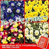 国華園　花苗　パンジー・ビオラ福袋　24株【※発送が国華園からの場合のみ正規品です】