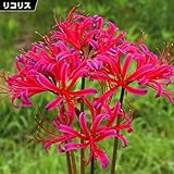 国華園　夏植え球根 リコリス ジャクソニアナ 9球【※発送が国華園からの場合のみ正規品です】