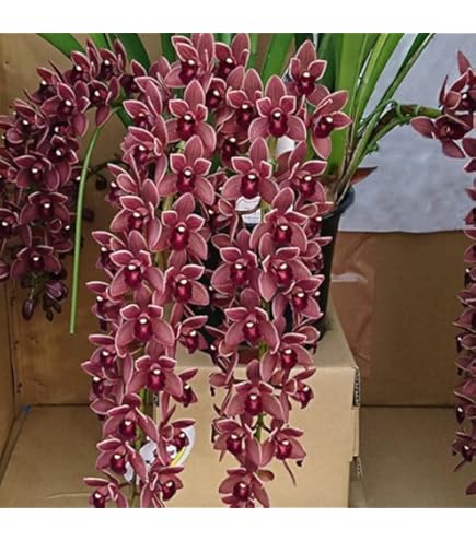 Amazon｜フォアゴットンフルーツ 花芽2芽付き 4.5号鉢 キンリョウヘン