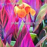 10 Pcs Canna Seeds Beautiful Flower Seed Mix Indica Lily Plants Garden Bulbs Flowers Outdoor Potted 