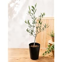 Amazon.co.jp: 【SOUJU/創樹】オリーブの木 3.5号鉢植え 特A品 ピンチ