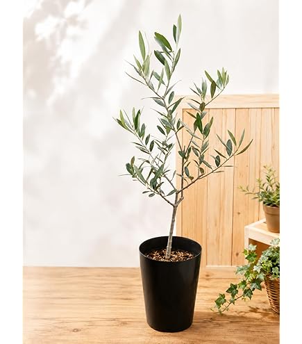 Amazon.co.jp: オリーブの木 5号鉢サイズ 鉢植え 苗木 オリーブ 薫る花