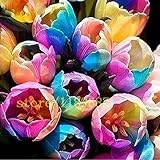 10個は、フラワーポットプランターオランダまれな新しい2015年の花の種子から種子虹のチューリップチューリップ