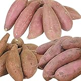 国華園　さつまいも苗イモヅル　お買得銘品イモヅルセット　3種30本【※発送が国華園からの場合のみ正規品です】