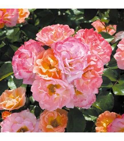 バラ苗　ドリフトローズ ピーチドリフト Amazon | バラ 苗 ドリフトローズ 【ピーチドリフト (修景バラ