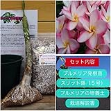 【希少なハイブリッド種】プルメリアのベアルート発根苗 ‘Catthareeya'（大苗） 栽培セット【スリット鉢・プルメリア専用培養土・栽培説明書つき】