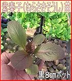 紫白菜 紫奏子（ムラサキそうし） 9cmポット苗 5ポットセット