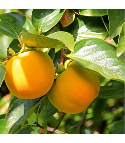 Amazon.co.jp: 甘柿 苗 麗玉（れいぎょく） 果樹 苗木 接木 苗 12cm