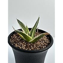 アガベ笹の雪新雪山(ロッキー)中株コレクション個体チタノタ アガベ ロッキー雪山 | hanayoshi-botanical