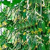 cucumber seeds 100 japan mini cucumber vegetable and fruit seeds for home garden supply Cucumis sati