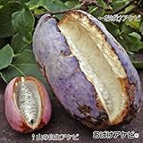 国華園　果樹苗　アケビ　おばけアケビR　1株【※発送が国華園からの場合のみ正規品です】