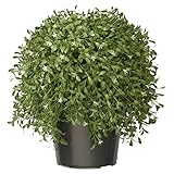National Tree 18 Inch Argentia Plant in Green Pot (LAR4-700-18)【クリスマス】【ツリー】 [並行輸入品]