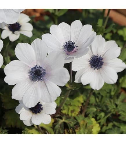 Amazon.co.jp: アネモネ 【 一重咲き 桃 】 球根 25ml ピンク 秋植え