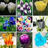100pcs/bag Bonsai Tulip Seeds 20 Varieties Rainbow Black Purple Yellow Blue Tulip Flower Seeds Potte