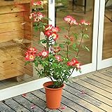 植木・鉢花：四季咲きつるバラ（ＣＬ）（薔薇）コクテール（カクテル）*