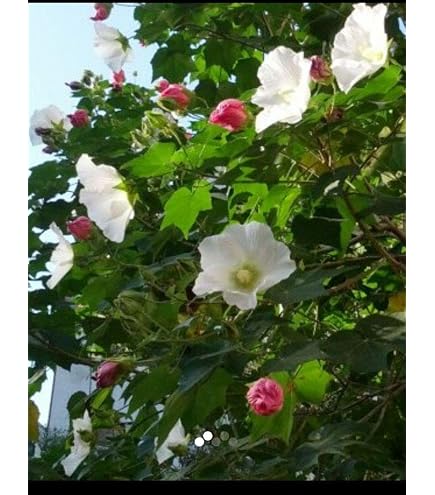 Amazon.co.jp: 酔芙蓉（スイフヨウ）9cmポット苗 : DIY・工具・ガーデン