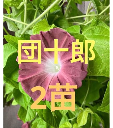 Amazon.co.jp: 富貴蘭 鶯宿梅 1条 葉は、10枚程度、花は付いてません