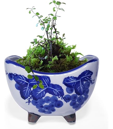 L*a様 天山→青い網目模様の陶器植木鉢 L*a様 天山→青い網目模様の陶器植木鉢 園芸用品