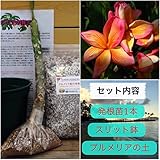 【希少なハイブリッド種】プルメリアのベアルート発根苗 ‘Butterfly Gold'（数量限定） 栽培セット【スリット鉢・プルメリア専用培養土・栽培説明書つき】