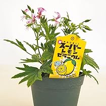 スミレソラ様 N.H.ナチュラル.パープル/ヤマト便 商品詳細ページ | 有元葉子 | ラバーゼ公式オンラインショップ
