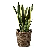 観葉植物 本物 サンスベリア 6号 選べる鉢カバー付き (ブラウン)