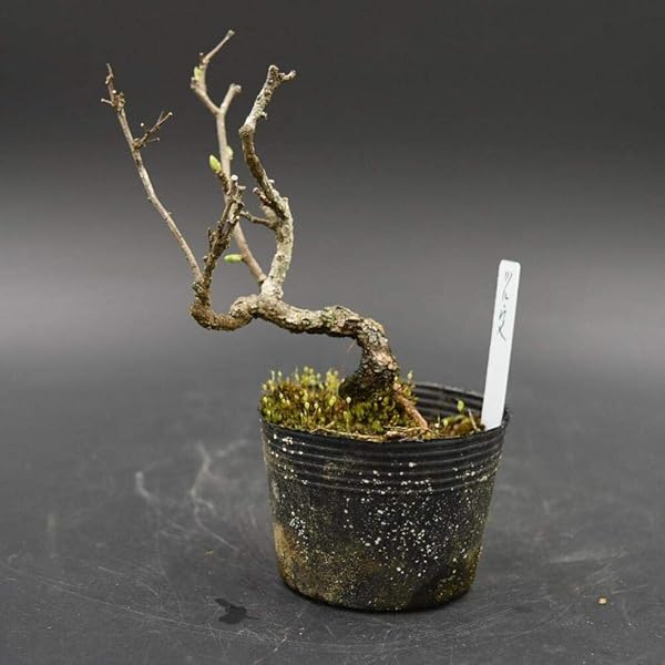 ツルウメモドキ 雌 盆栽用苗木 つるうめもどき 盆栽 Amazon