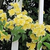 長尺つるもの：モッコウバラ黄花八重5号ポット長さ1.5～2ｍ[常緑性のとげなしつるばら] ノーブランド品